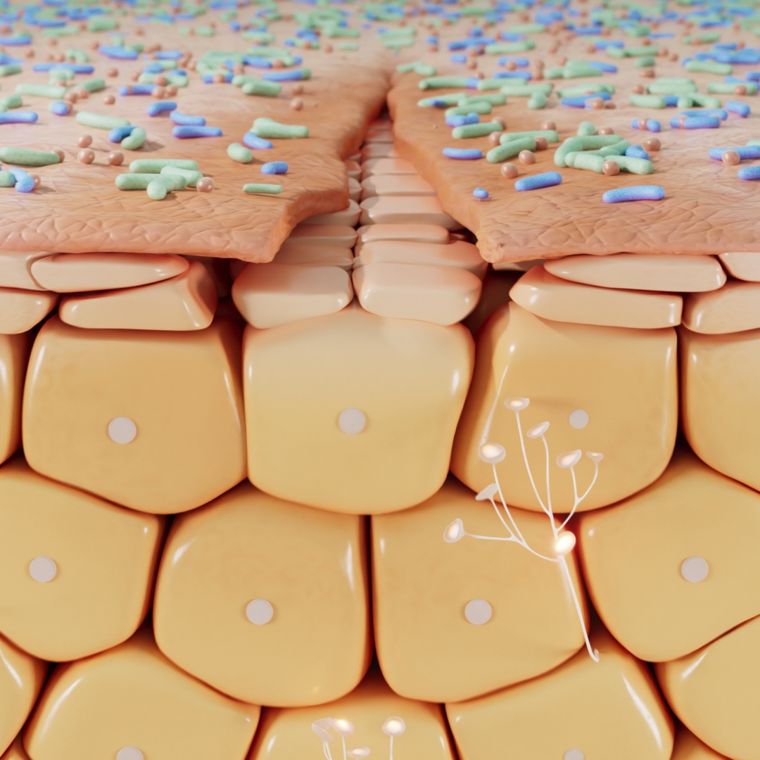 Creme+ - Ecobiological Mode of Action